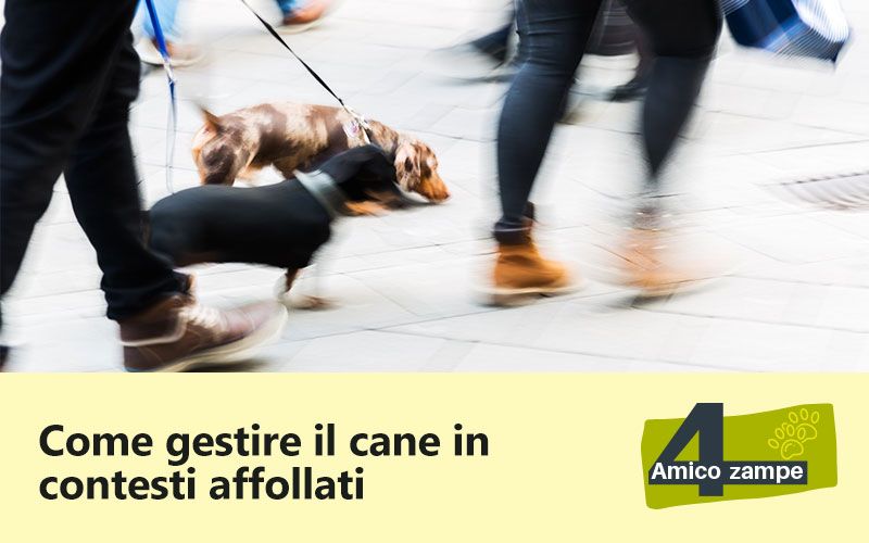 gestire_il-cane-in-contesti-affollati