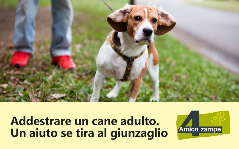 addestrare_un-cane-adulto_amico-4-zampe