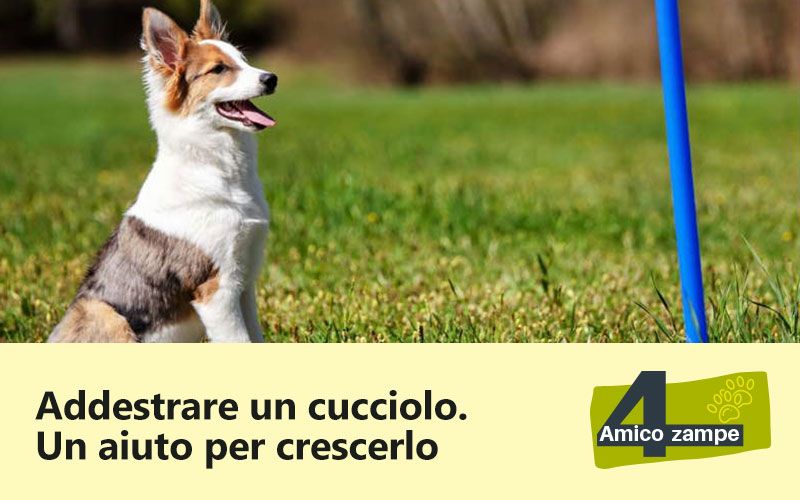 addestrare_un-cucciolo_amico-4-zampe