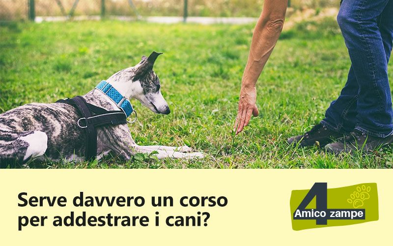 serve_un-corso-per-addestrare-i-cani