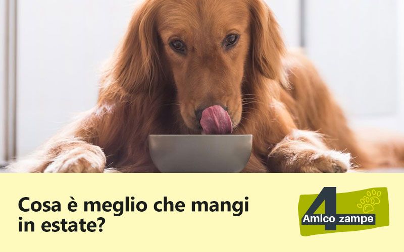 Cosa_mangia-il-cane-in-estate_amico-4-zampe